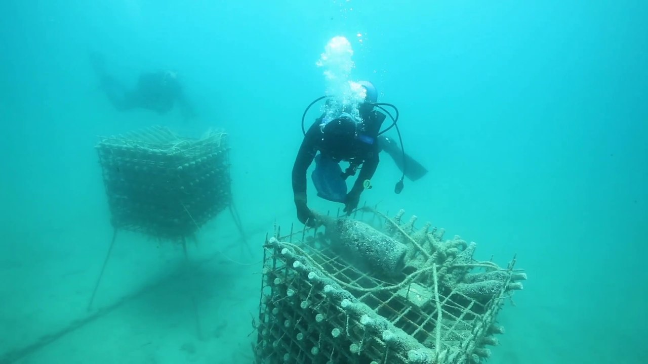 CORAL WINE | EMBRACE CROATIA