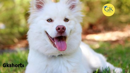 कुत्ते अपनी जीभ क्यों निकलते रहते हैं? | Gkshorts3_