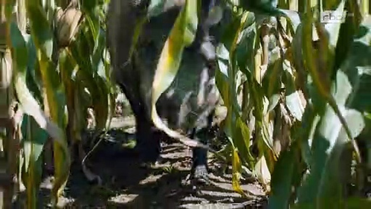 DIE SIEBEN RABEN (2015) Filme Deustche HD HD Deutsch