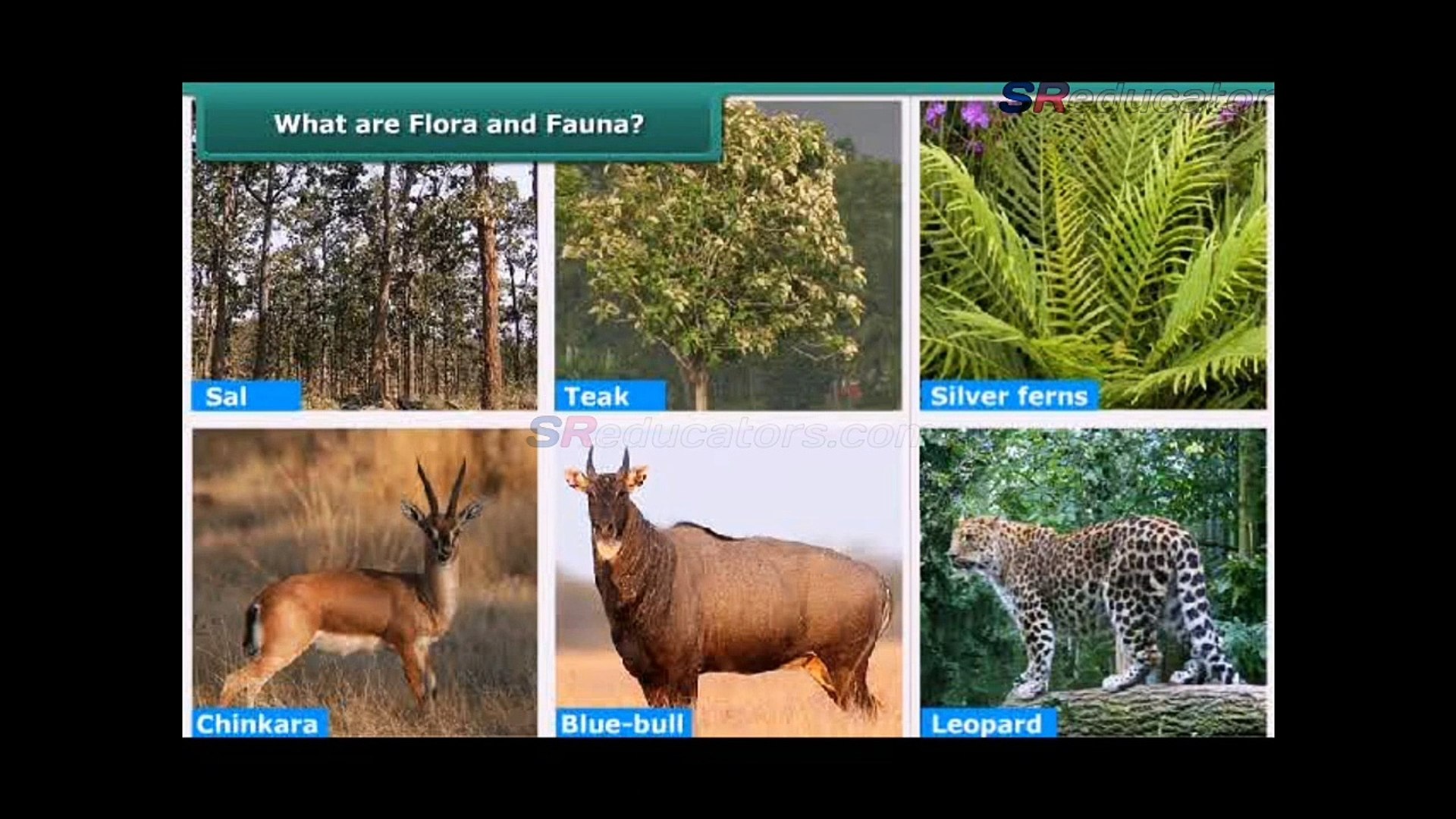 Class 8 Biology Conservation of Plants and Animals - video Dailymotion