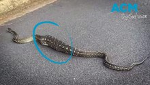 Elanora locals spot huge snake slithering around town with a full belly
