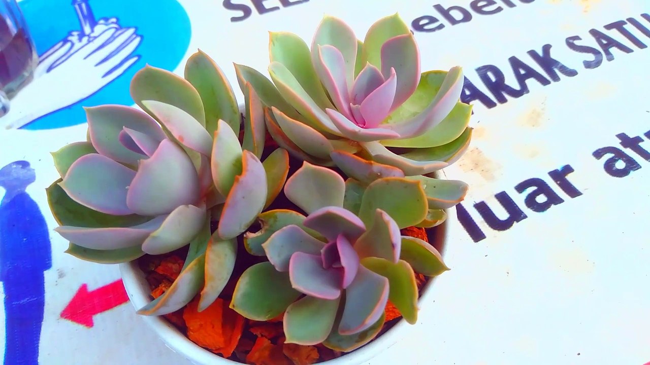 echeveria collection