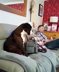 Funny Videos With Dogs, Funny Moments. Funny Dogs.