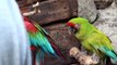 Red, Green, Blue Scarlet Macaws HD 2016