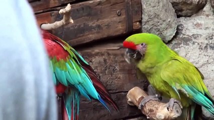 Red, Green, Blue Scarlet Macaws HD 2016