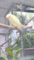 Beautiful exotic parrot birds
