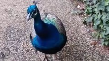 Beautiful up close Peacock feeding