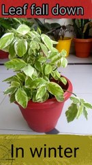 Pedilanthus plant winter care.