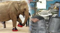 Elephant Shoes: अब हाथी भी पहनेंगे जूते ! कीमत और वज़न जानकर हैरान रह जाएंगे आप