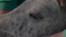 How to clean nasolacrimal ducts in equine || The WildPets ||