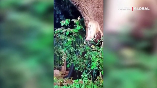 Mezarlıkta şarkı söyleyen Zerrin Özer sosyal medyada gündem oldu