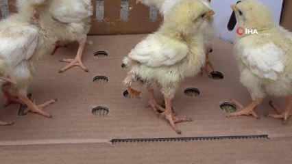 Mersin'de 3 ayaklı civciv dünyaya geldi... Sahibi 10 katı fiyata rağmen satmadı