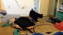 Самые Смешные Видео о Кошках В Мире  Приколы С Животными  Смешные Коты 10