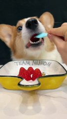 Adorable Pet Daily Cutest Dog Pet Debut Plan Strawberry Pointy