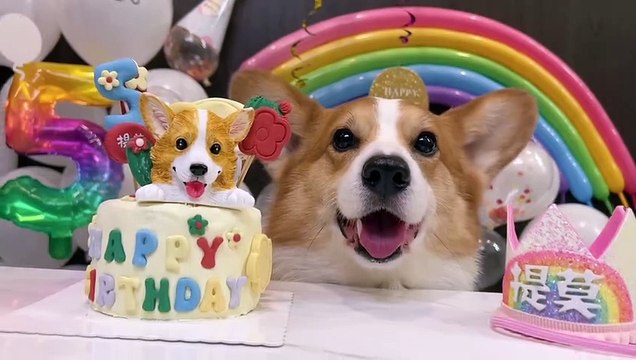 Dog birthday animal cute moment pet debut plan my puppy is five years old