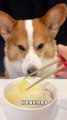 Pet debut plan cute pet daily cute breeder corgi drinking winter melon mackerel soup