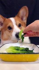 Pet Debut Plan Cute Pets Mischievous Animals Cute Moments Piaoerbai