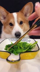 Science Pet Raiders Animal Adorable Moments If Pets Could Talk Pea Point