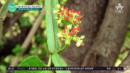 체지방 감소에 도움 되는 '시서스' 별명은 '하늘에서 내려온 신비의 식물..'