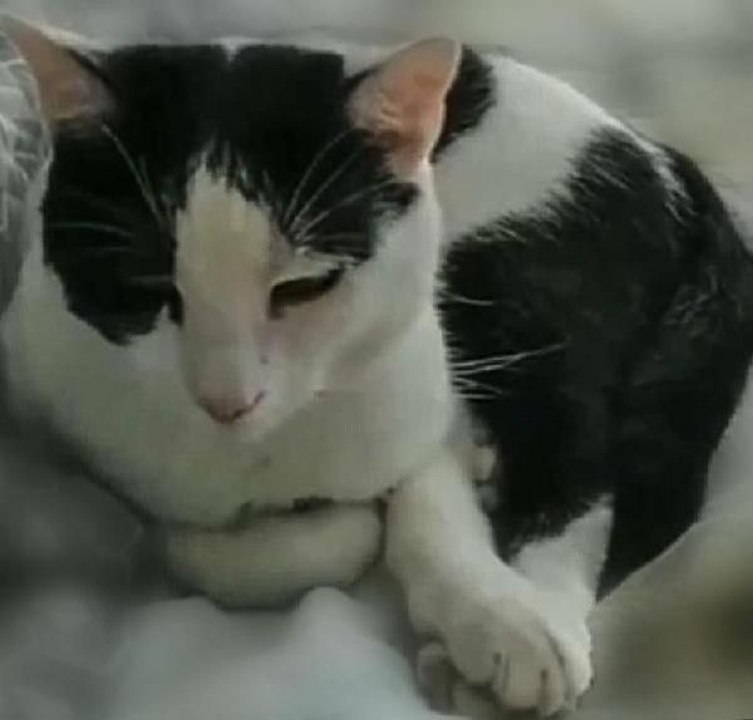 TEKİR KEDİ, KALP KAPAKÇIĞI TÜMÖRÜYLE LİTERATÜRE...