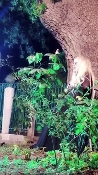 Zerrin Özer mezar başında şarkı söyledi, ortalık karıştı