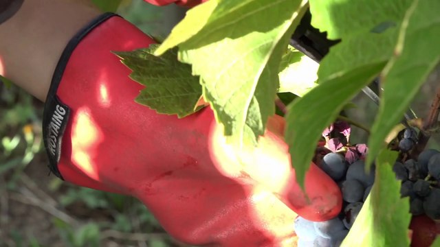 Champigny viticole - les vendanges