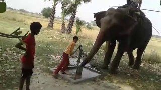 Elephant Drinking Water by hand Pump