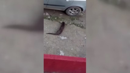 Sinop'ta su samuru mahallede yiyecek ararken görüntülendi