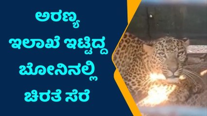 ಕುಣಿಗಲ್ : ಅರಣ್ಯ ಇಲಾಖೆ ಇಟ್ಟಿದ್ದ ಬೋನಿನಲ್ಲಿ ಚಿರತೆ ಸೆರೆ