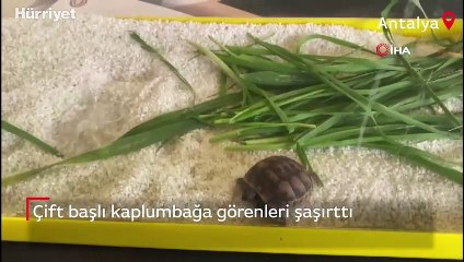 Çift başlı kaplumbağa görenleri şaşırttı