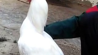 Beautiful White Rooster  Video By Kingdom of Awais