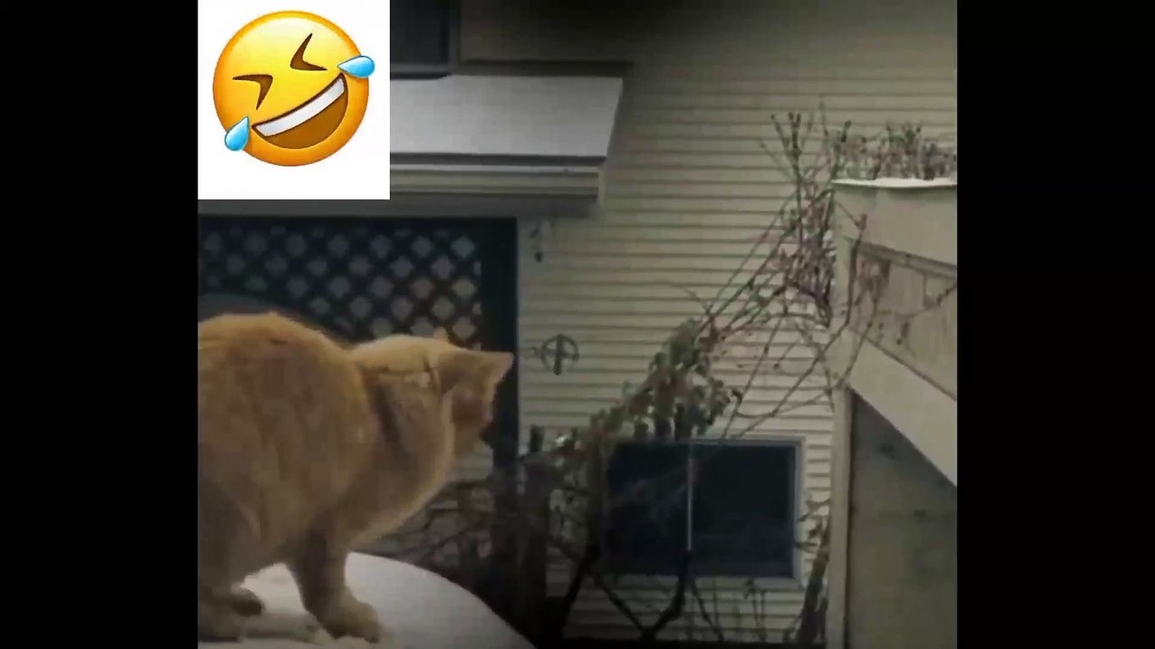 Funny Cat video's | Funny Cat