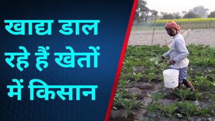 मुजफ्फरपुर:खेतों में किसान कर रहे हैं कड़ी मेहनत, काफी मशक्कत के बाद भी नहीं मिल रहा यूरिया
