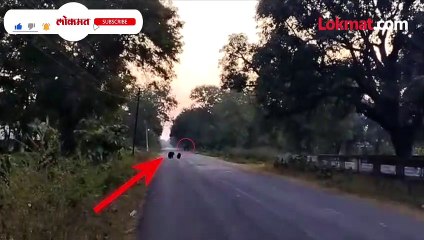 मॉर्निंग वॉकला गेलेल्या माणसावर २ अस्वल धावून गेली, आणि..