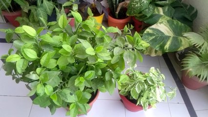 devil's backbone winter care