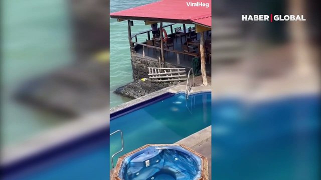 Okyanustan çıkıp gelen fokun şezlonga uzanmak için tatilciyi yerinden ettiği anlar kahkaha attırdı