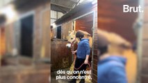 L'équithérapie: quand le cheval soigne l'humain