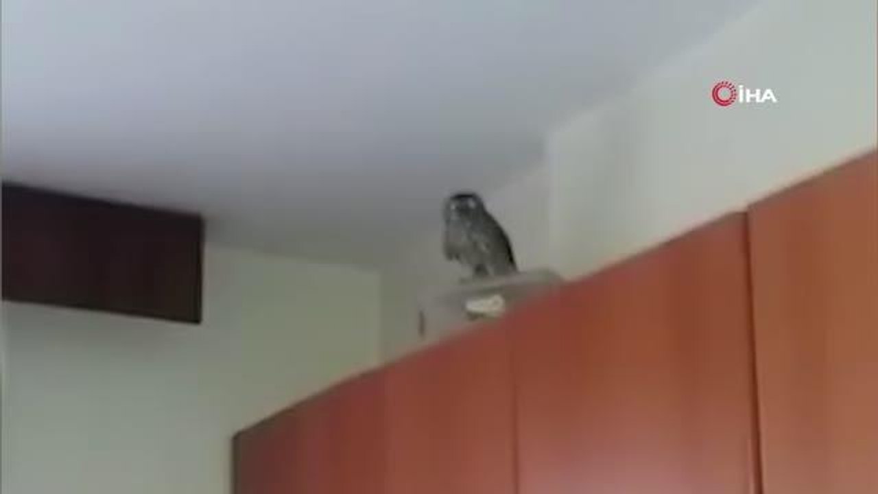 Yavru baykuş bacadan evin içene girdi