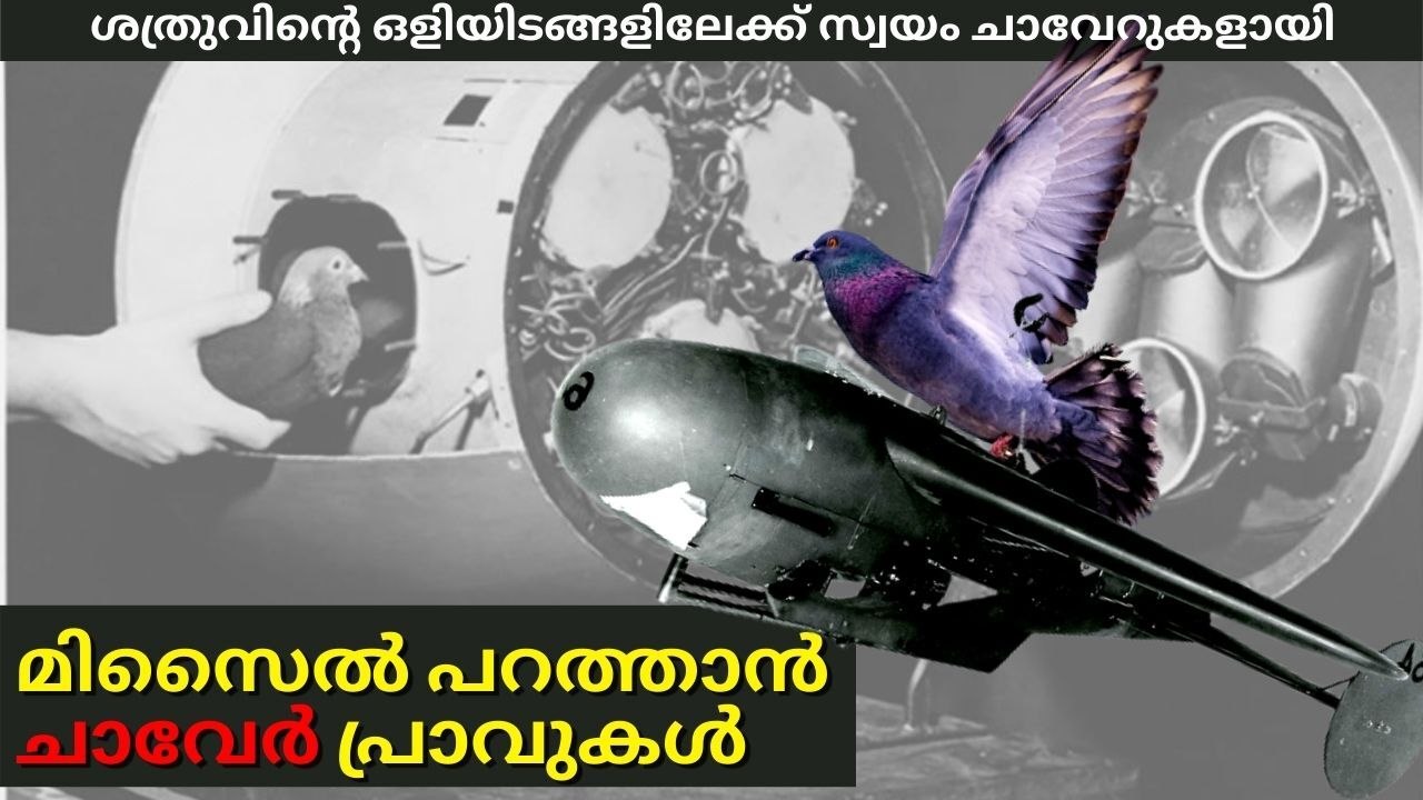 Project Pigeon | Malayalam | മിസൈൽ പറത്താൻ ചാവേർ പ്രാവുകൾ