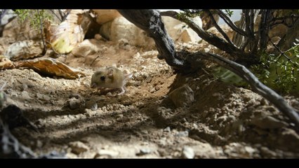 Tiny Creatures - Arizona