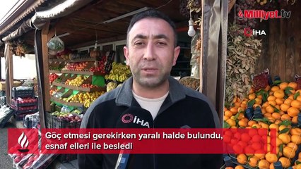 Göç etmesi gerekirken yaralı halde bulundu, esnaf elleri ile besledi