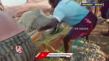 Dolphin Got Stuck In Fishing Net _ Tamil Nadu _ V6 News