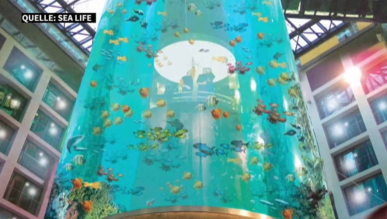 Eine Million Liter Wasser ausgetreten: Großaquarium zerbricht in Berliner Hotel