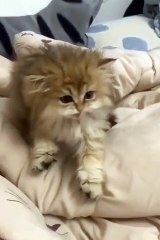 Trying My Favorite cute animals shorts