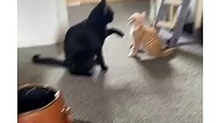 Cats fighting with two funny cats