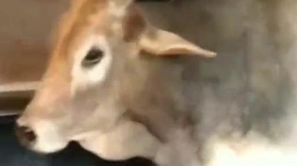 सतना: जिला अस्पताल बना आवारा मवेशियों का अड्डा, प्रबंधक नहीं ले रहा सुध