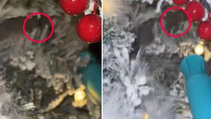 Ailenin aldığı Noel ağacının arasından bakan bir çift göz büyük korku yarattı