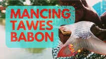 Mancing Tawes Babon