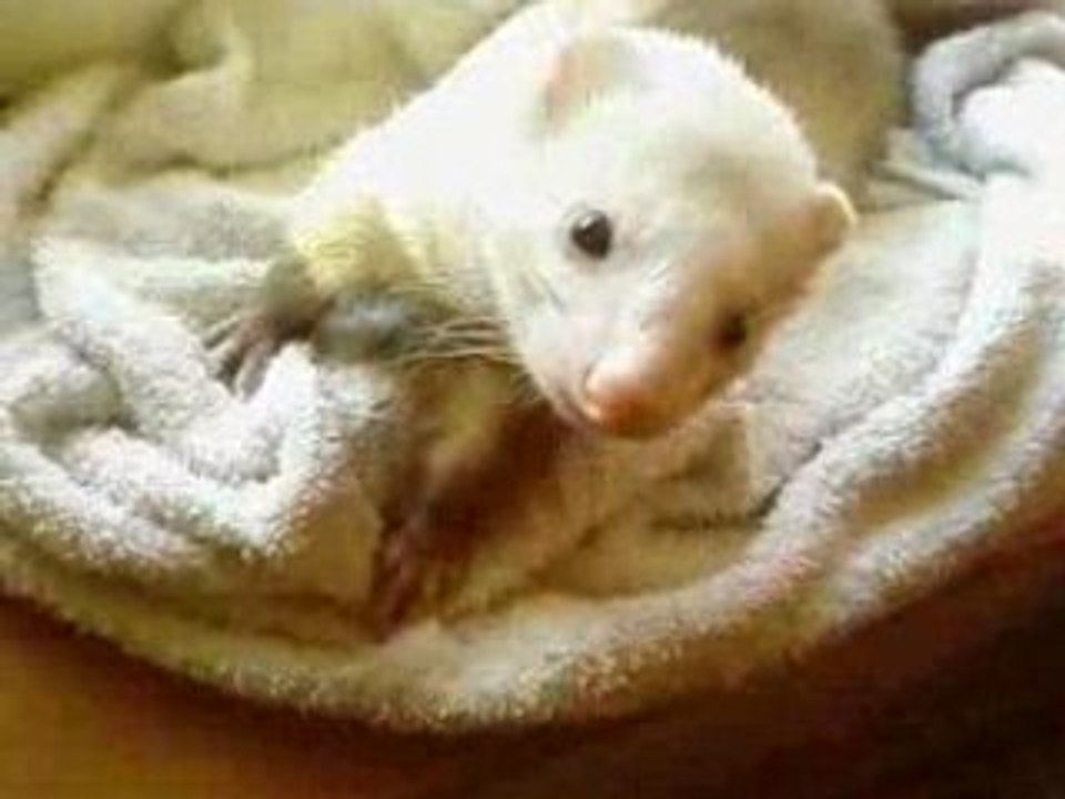Sifflette et Peluche