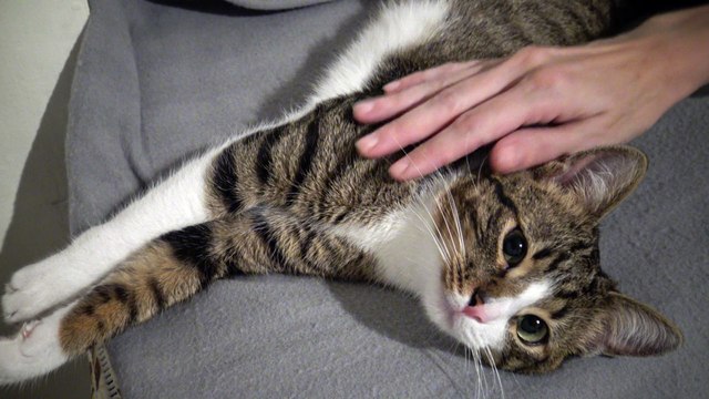 Kitten Rudolph Wants to Touch Me With His Paws